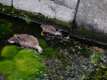 Eastern Spot-billed Duck 平和の森公園、妙正寺川 Mon, 8/8/2022