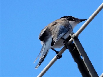 Azure-winged Magpie 平和の森公園、妙正寺川 Mon, 8/8/2022