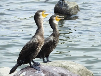 カワウ 東京港野鳥公園 2022年8月7日(日)