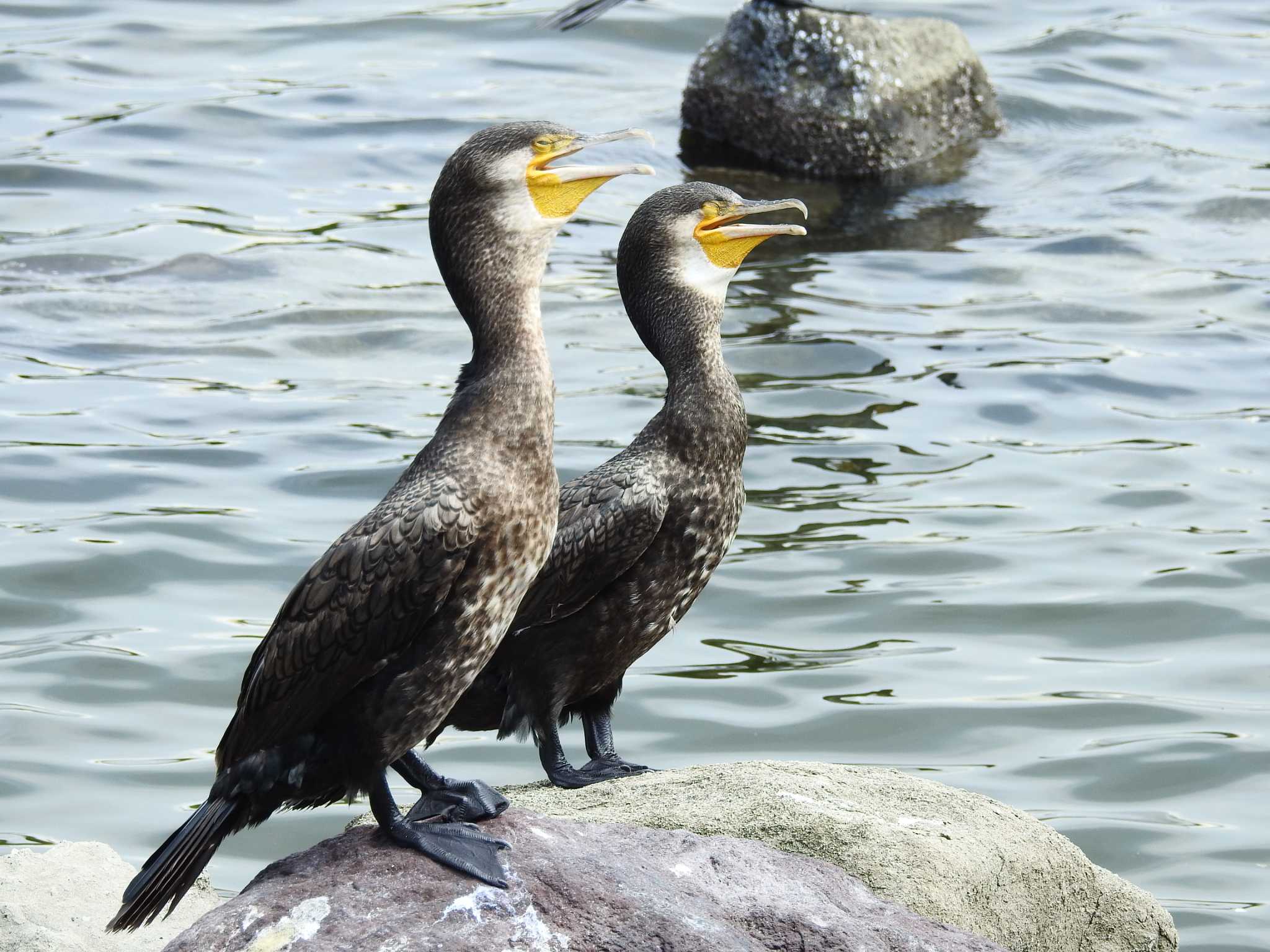 東京港野鳥公園 カワウの写真 by ウタさんぽ