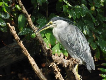 ササゴイ 東京港野鳥公園 2022年8月7日(日)