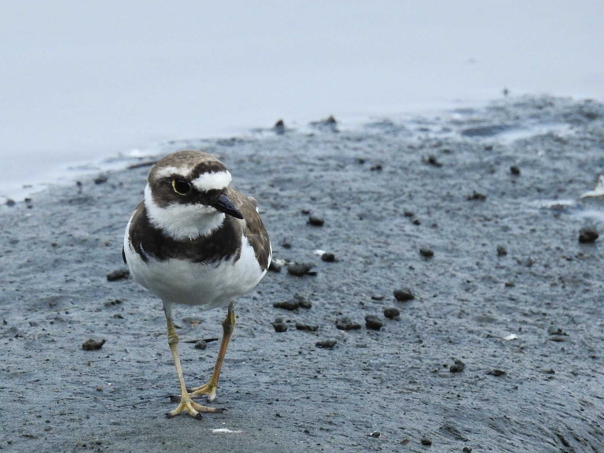 東京港野鳥公園 コチドリの写真 by ウタさんぽ