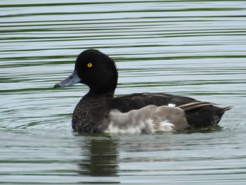 キンクロハジロ 東京港野鳥公園 2022年8月7日(日)