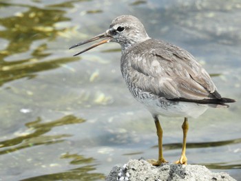 キアシシギ 東京港野鳥公園 2022年8月7日(日)