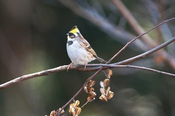 Yellow-throated Bunting Unknown Spots Unknown Date