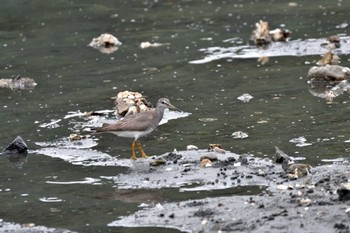 キアシシギ 野島公園 2022年8月4日(木)