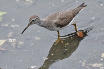 2022年8月4日(木) 野島公園の野鳥観察記録