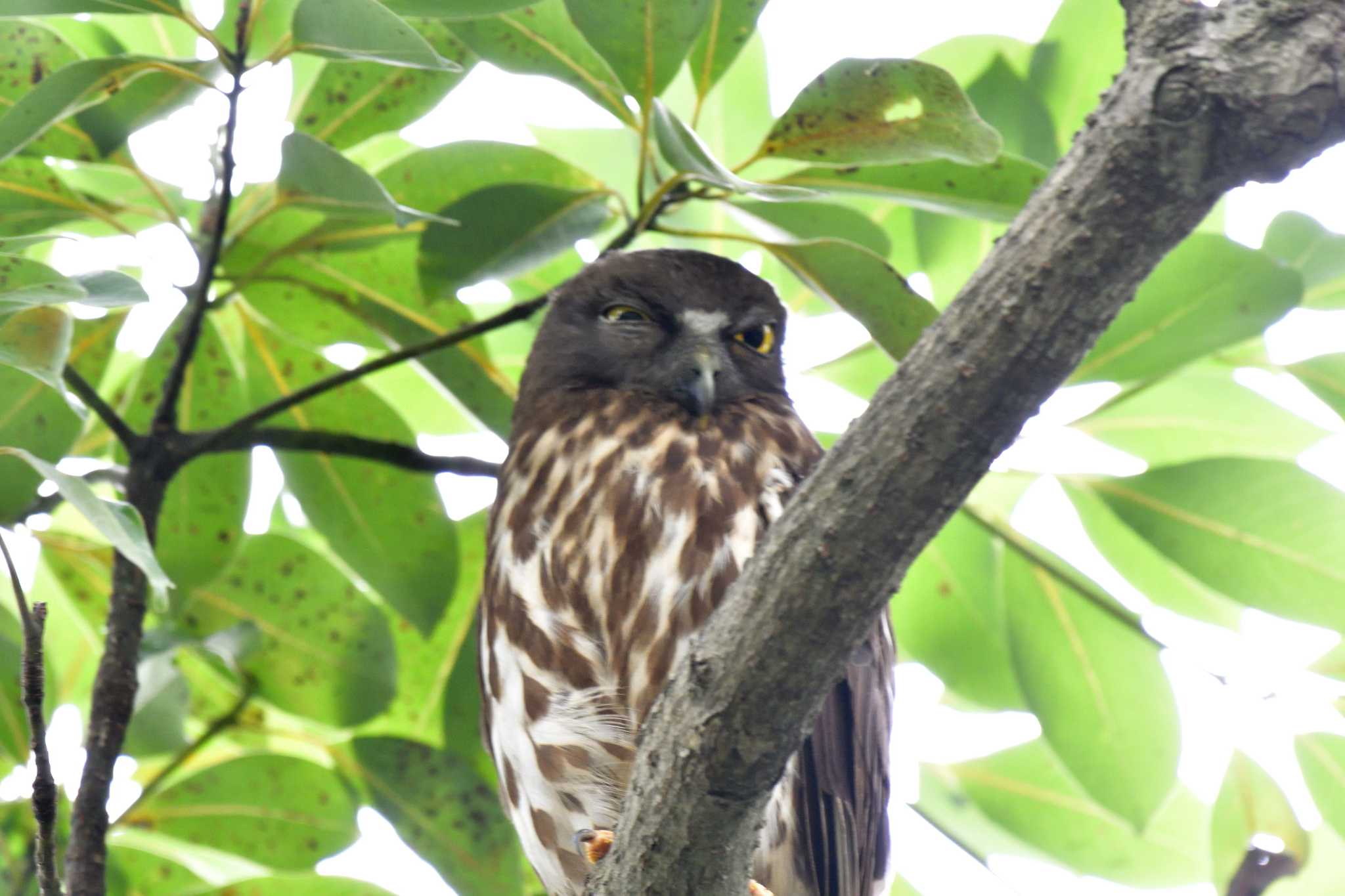 平塚市 アオバズクの写真 by やなさん