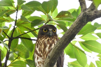 2022年8月6日(土) 平塚市の野鳥観察記録