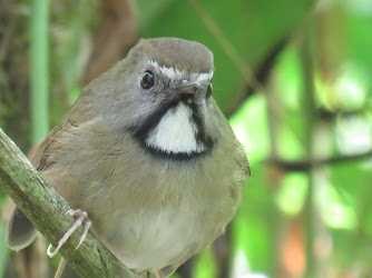 ノドジロヒタキ タイ北部 撮影日未設定