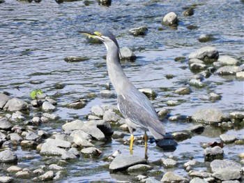 2022年8月8日(月) 平塚市金目川の野鳥観察記録