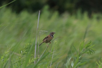 2022年8月7日(日) 弁天沼(苫小牧)付近の野鳥観察記録