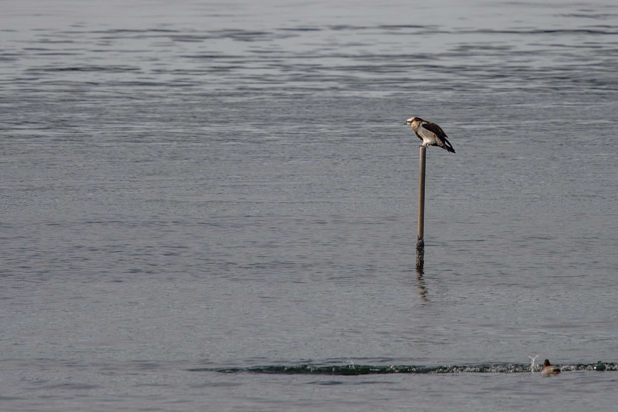 Photo of Osprey at 浜甲子園 by ときのたまお