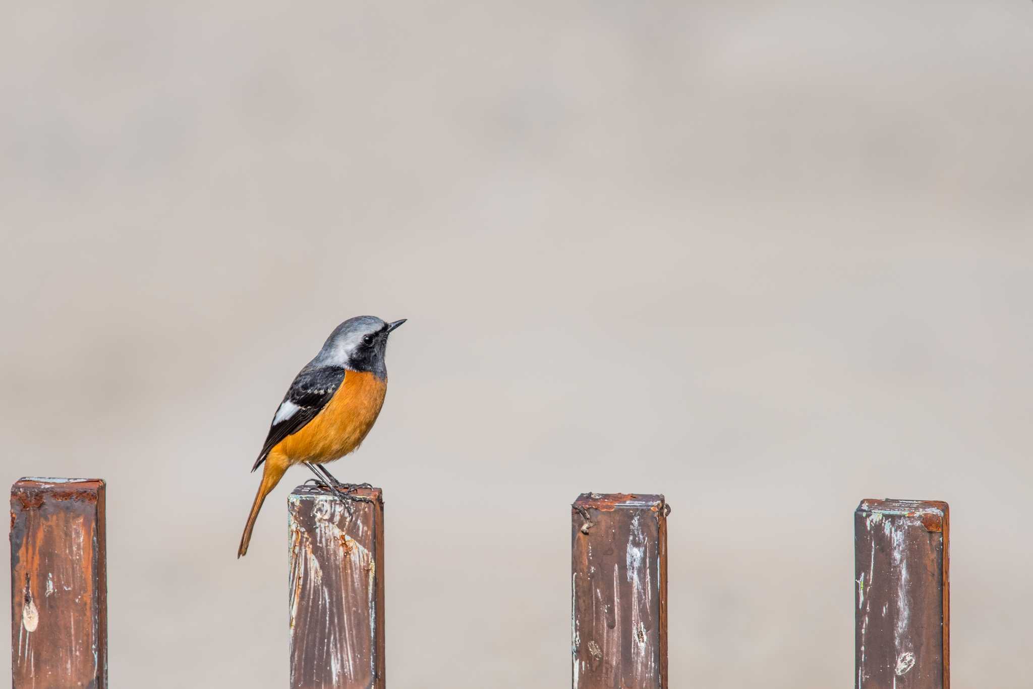 Photo of Daurian Redstart at 浜甲子園 by ときのたまお