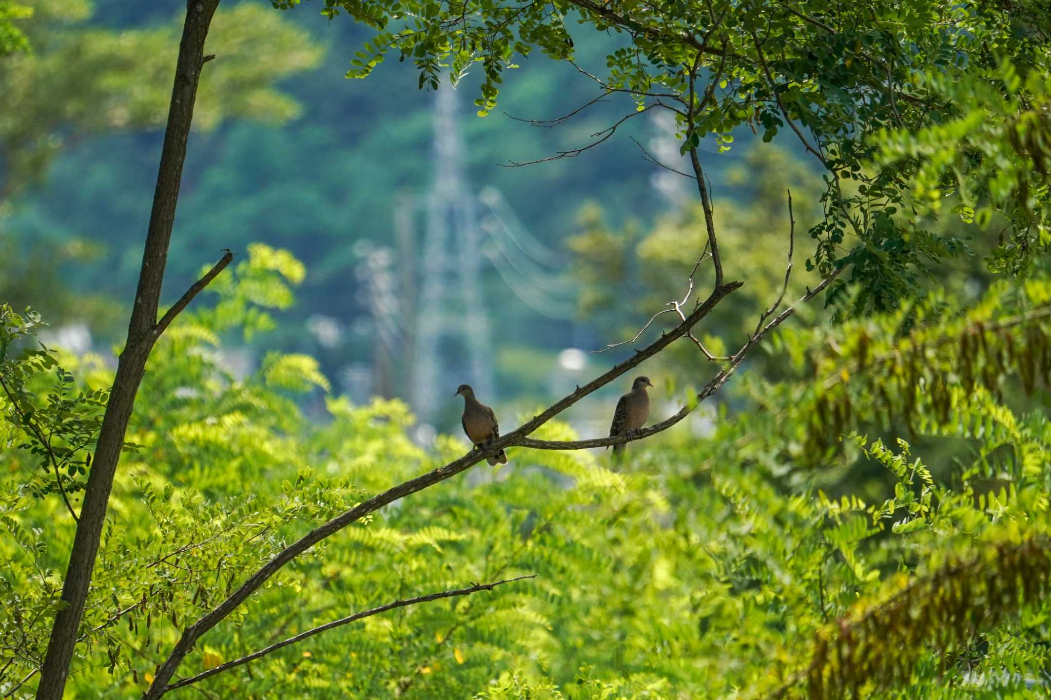 新川河口(札幌市) キジバトの写真 by 98_Ark (98ｱｰｸ)