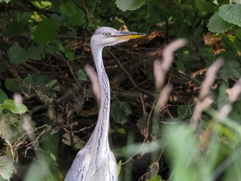 2022年8月7日(日) 福井緑地(札幌市西区)の野鳥観察記録