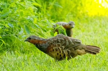 Chinese Bamboo Partridge 各務野自然遺産の森 Sat, 7/23/2022