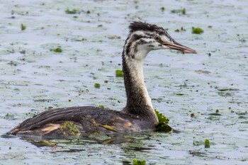 Great Crested Grebe 大沼(宮城県仙台市) Sat, 8/6/2022