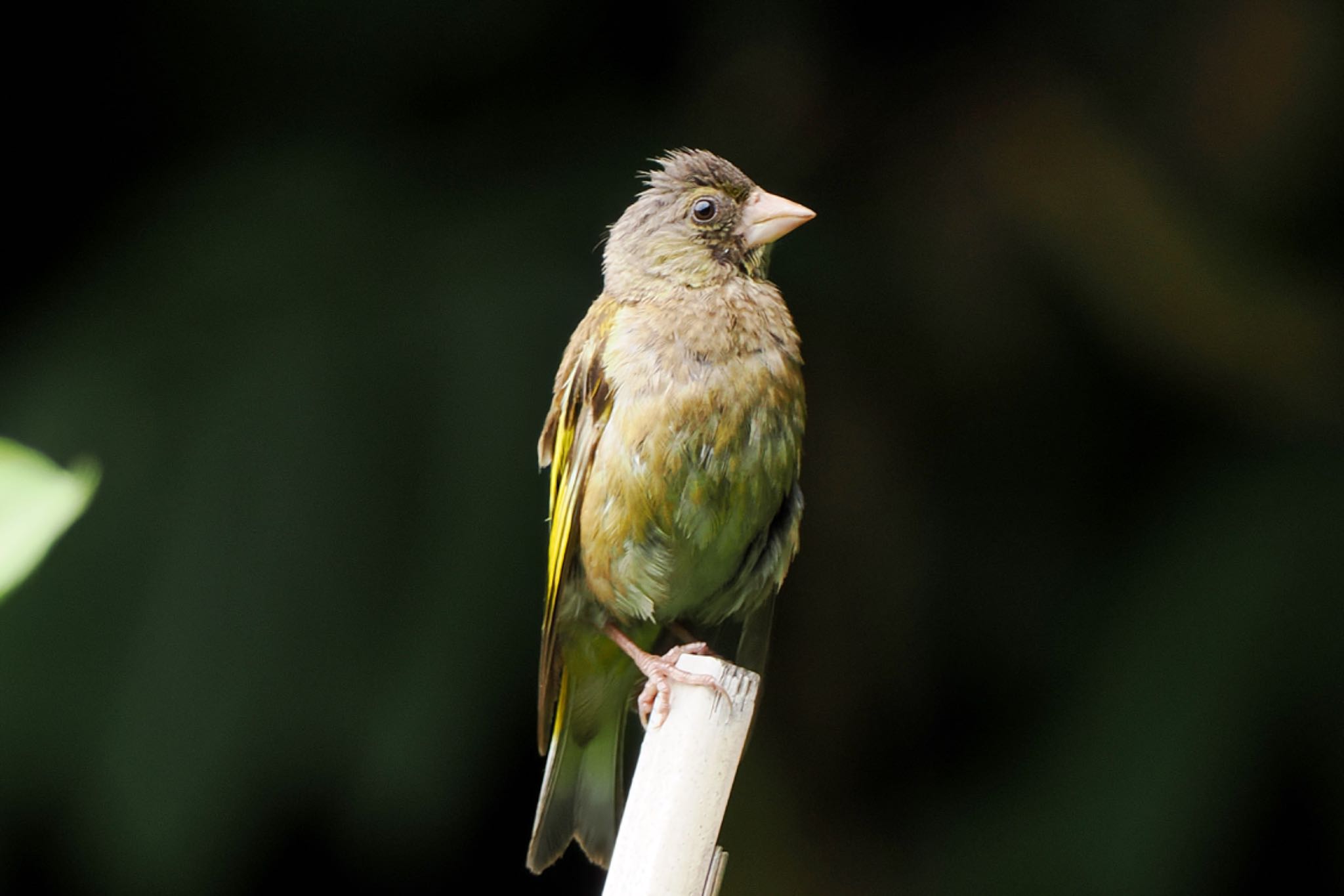 東京港野鳥公園 カワラヒワの写真 by アポちん