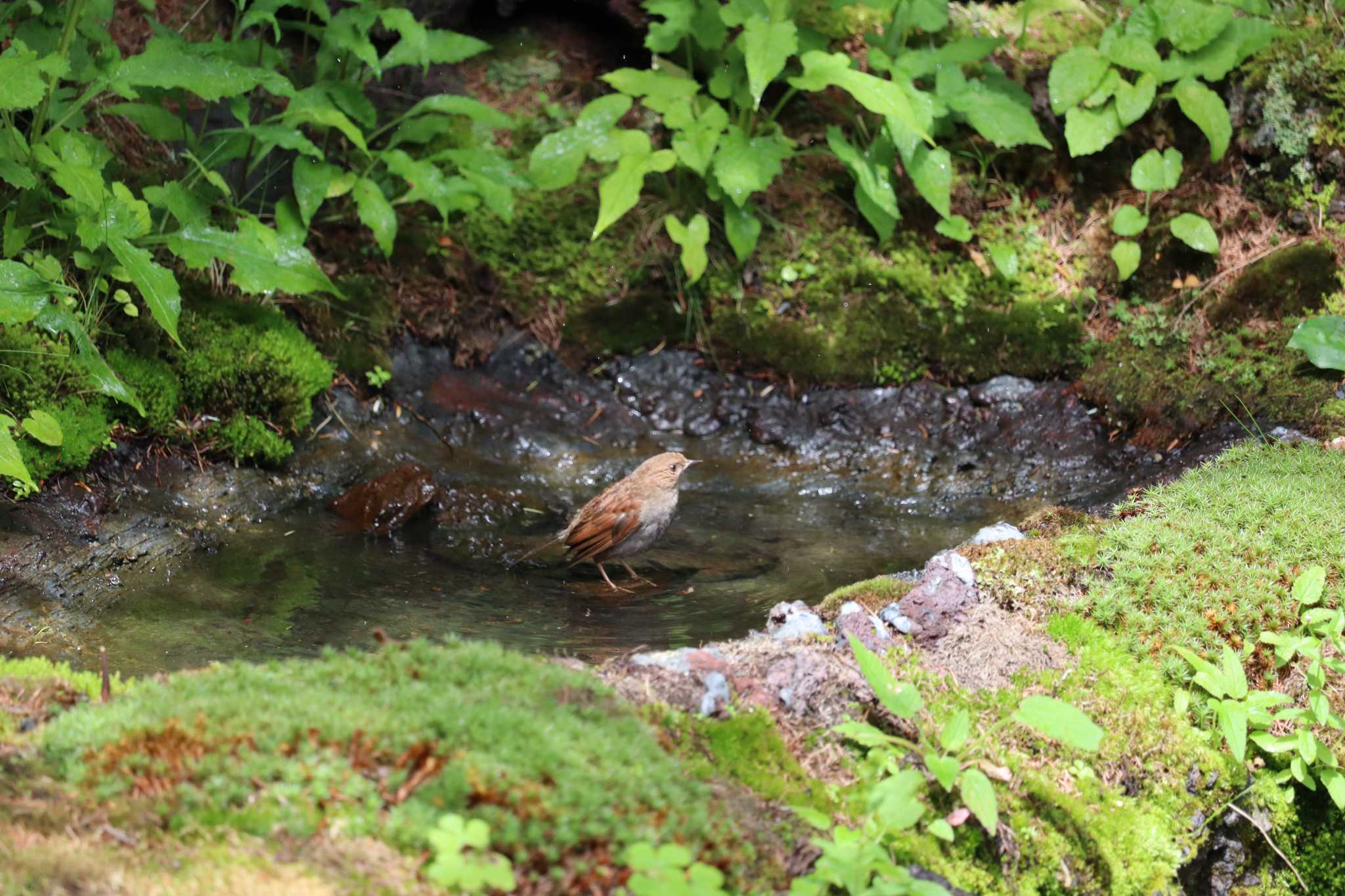 カヤクグリ