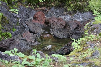 キクイタダキ 奥庭荘(富士山) 2022年8月7日(日)