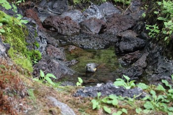 キクイタダキ 奥庭荘(富士山) 2022年8月7日(日)