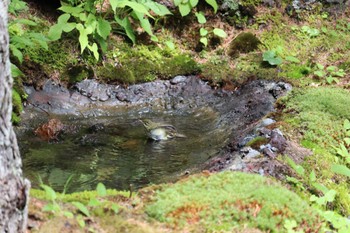 メボソムシクイ 奥庭荘(富士山) 2022年8月7日(日)