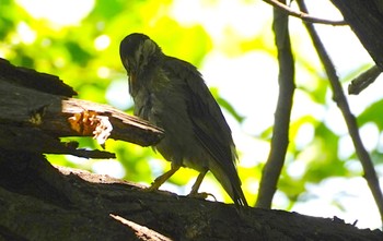 2022年8月8日(月) 桃ヶ池の野鳥観察記録