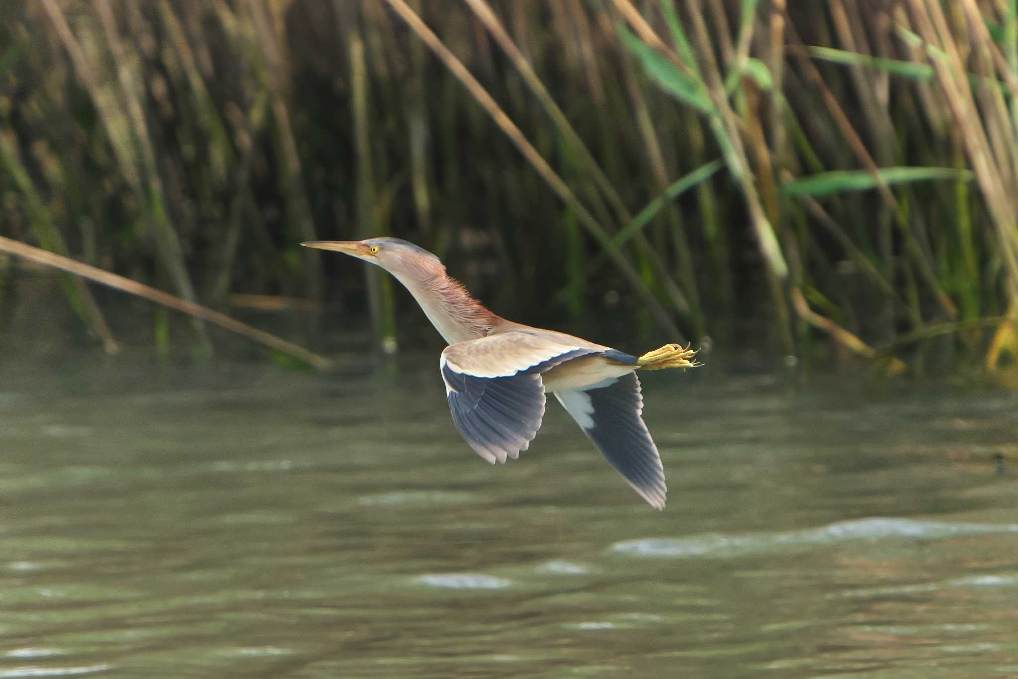 Yellow Bittern