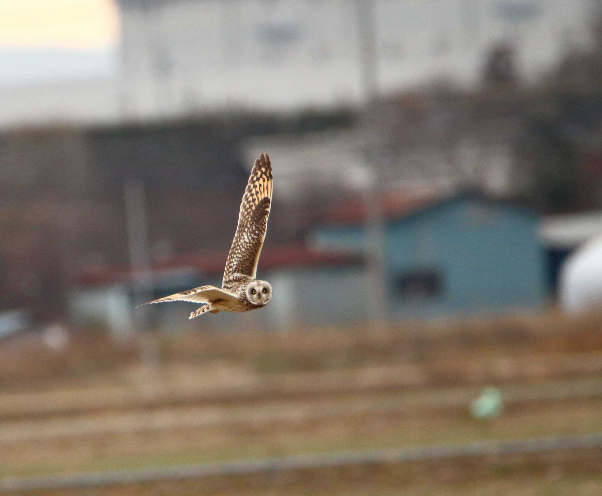 埼玉県 コミミズクの写真 by tokky