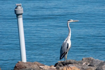 Grey Heron 浜名湖 Sun, 8/7/2022