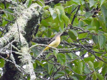 Grey Wagtail 秩父ミューズパーク Sat, 8/6/2022