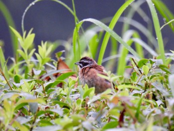 Meadow Bunting 秩父ミューズパーク Sat, 8/6/2022