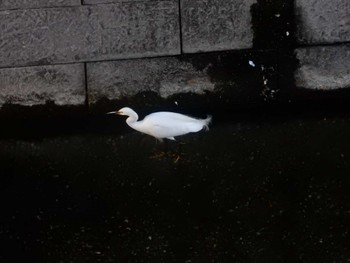 Little Egret 平和の森公園、妙正寺川 Mon, 8/8/2022