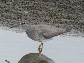 2022年8月7日(日) ふなばし三番瀬海浜公園の野鳥観察記録