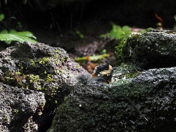 ヤマガラ 大洞の水場 2022年8月7日(日)