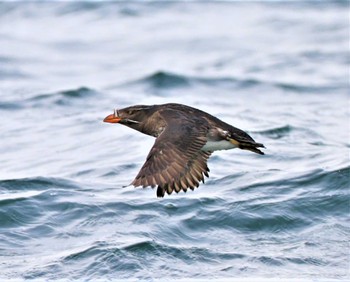 Rhinoceros Auklet 落石ネイチャークルーズ Sun, 8/7/2022