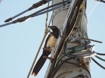 カササギ 電線 2022年8月8日(月)