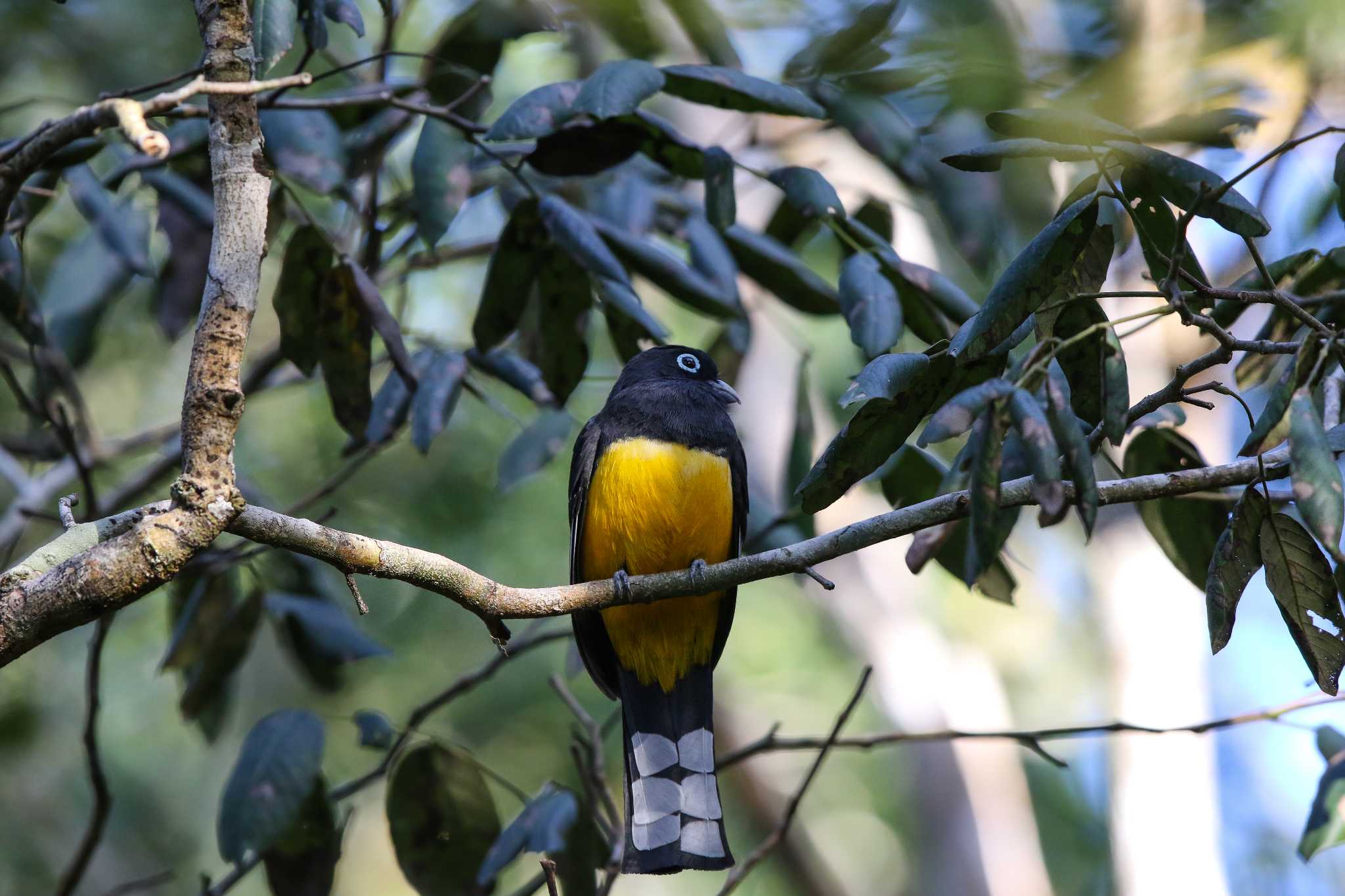 Photo of Black-headed Trogon at Coba Ruins by Trio