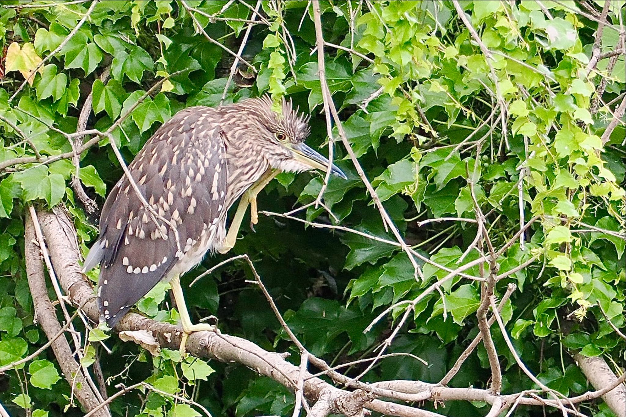 東京港野鳥公園 ゴイサギの写真