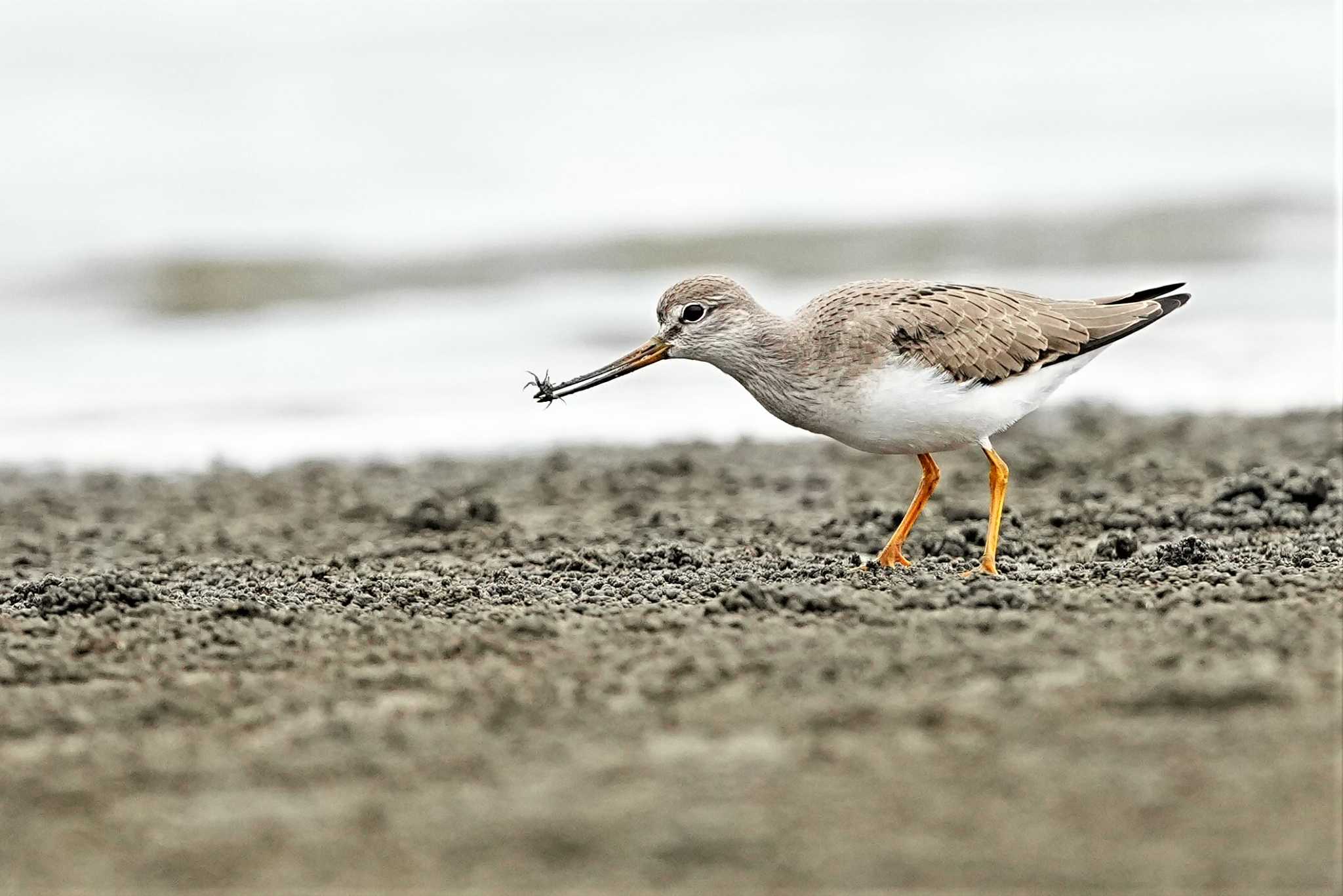 ふなばし三番瀬海浜公園 ソリハシシギの写真