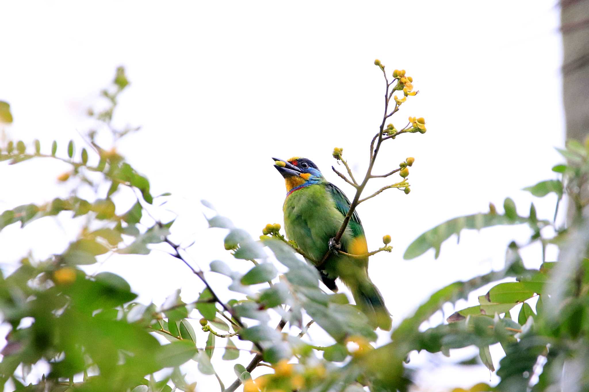 Taiwan Barbet