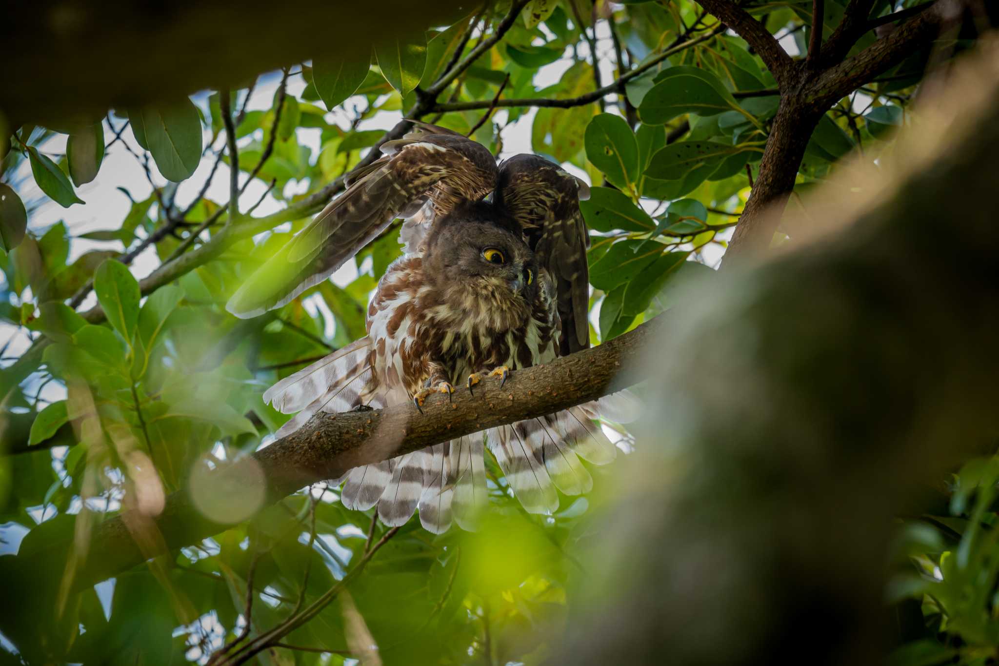 平塚市 アオバズクの写真 by Tosh@Bird