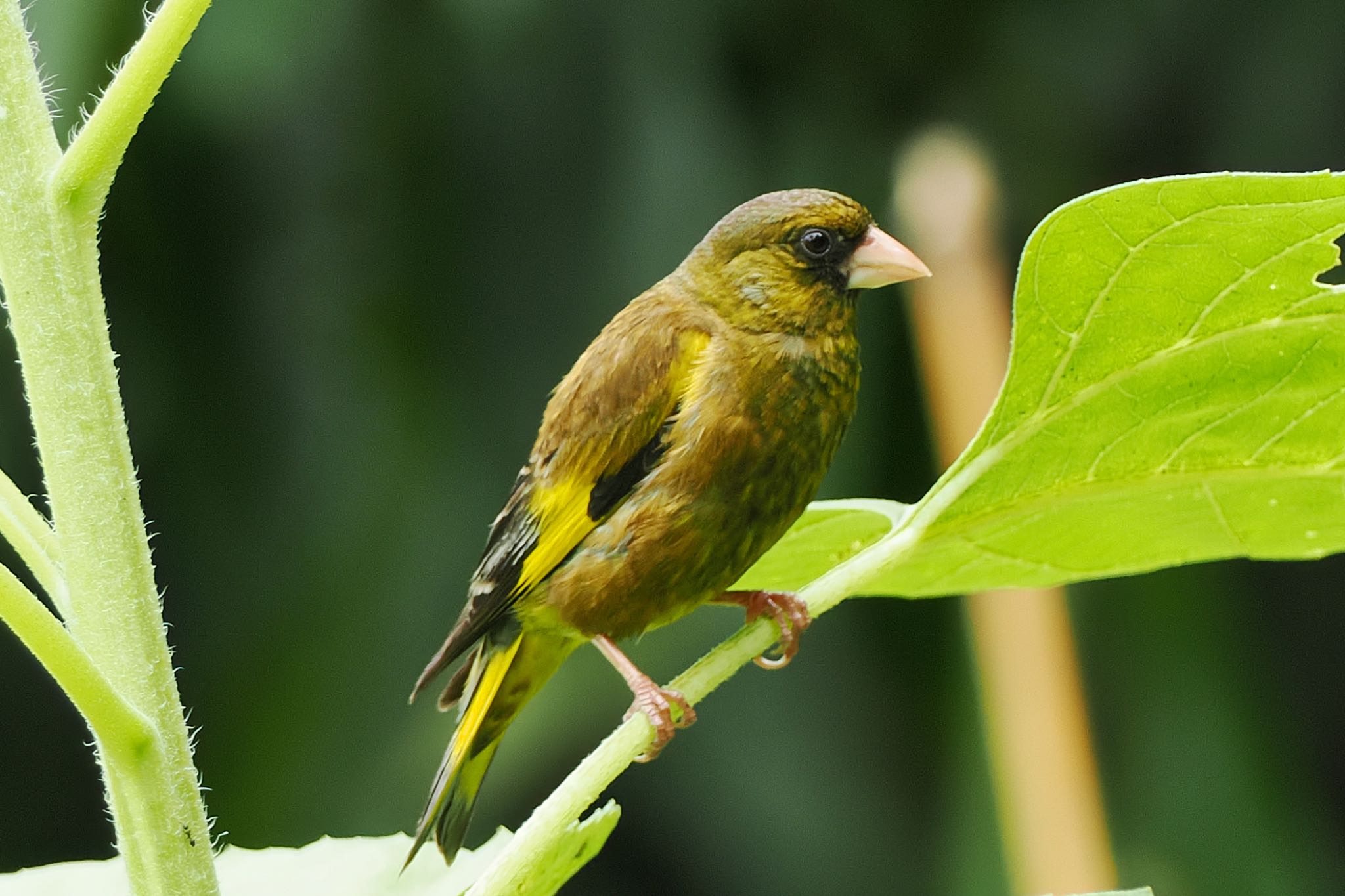 東京港野鳥公園 カワラヒワの写真