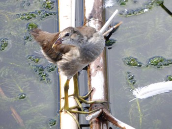 Lesser Moorhen