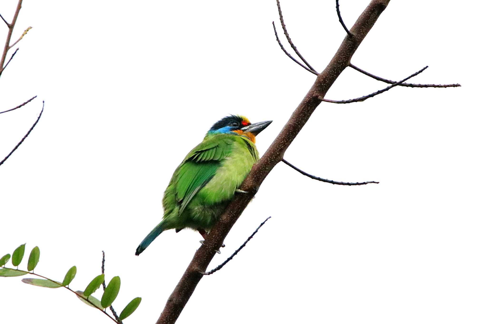 Taiwan Barbet