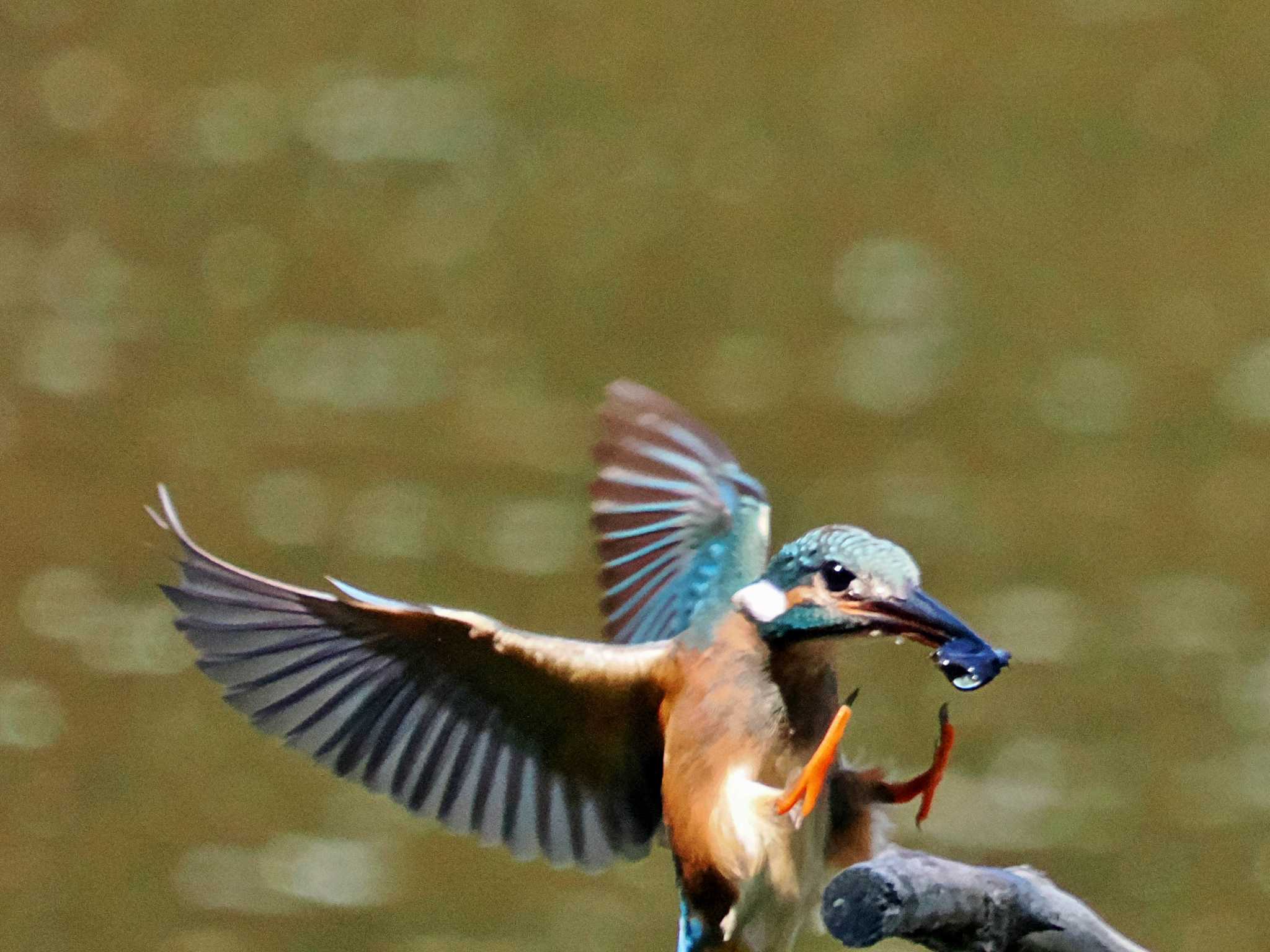 葛西臨海公園 カワセミの写真