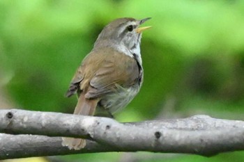 Japanese Bush Warbler Makomanai Park Tue, 8/9/2022