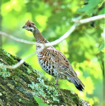 Hazel Grouse 西興部村 Tue, 8/9/2022