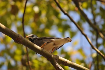 White-cheeked Starling 矢田山町 Mon, 1/1/2018